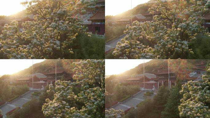 航拍威海里口山广福寺门前的楸树花