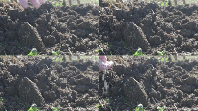 一位农民向土壤中添加人工肥料的特写镜头