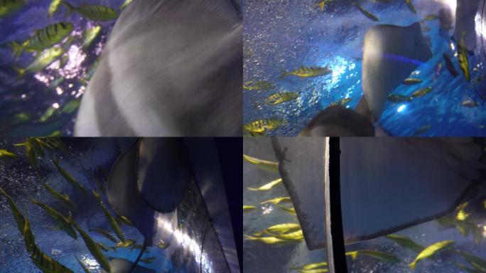 赤魟太平洋扁鲨深海鱼类 (1)