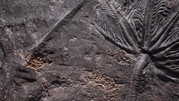 考古古董陈列展示古生物化石 (6)