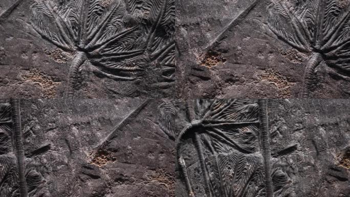 考古古董陈列展示古生物化石 (6)