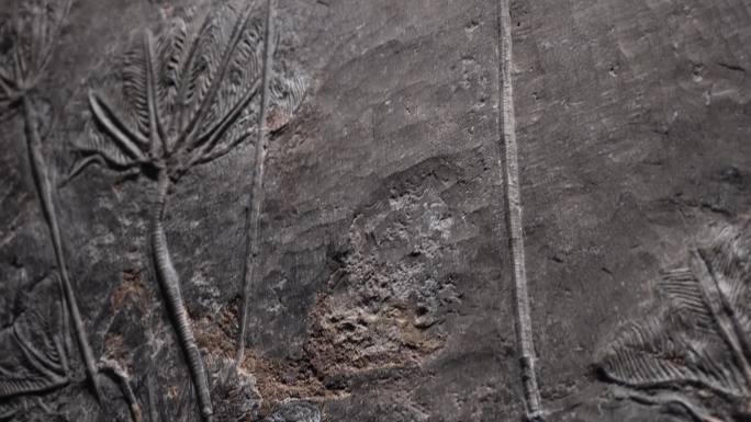 史前水生植物化石 (3)