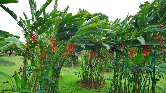 热带植物园金嘴蝎尾蕉