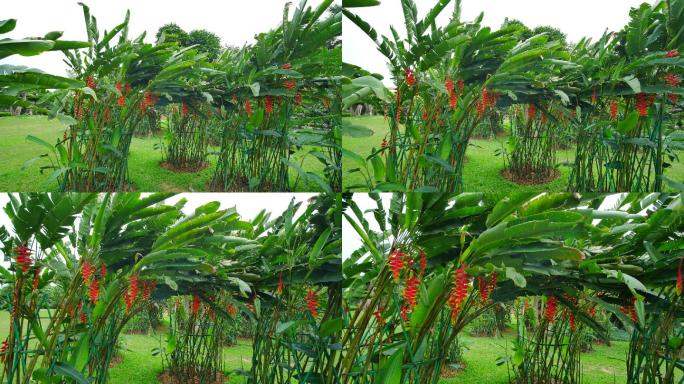 热带植物园金嘴蝎尾蕉