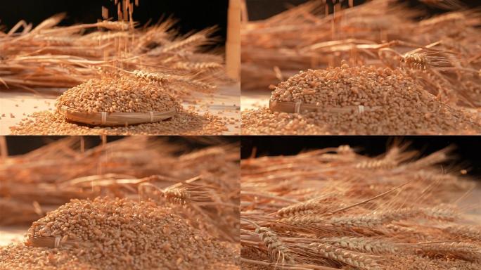 美食小麦麦粒下落