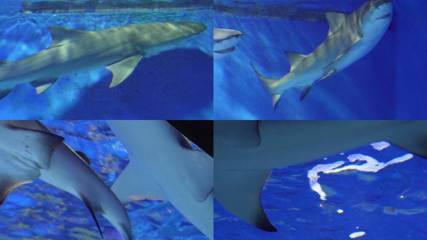 大白鲨危险深海鲨鱼 (5)