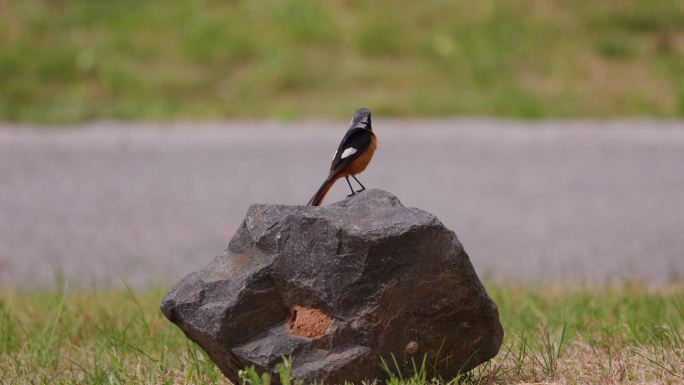 站在石头上的漂亮鸟儿