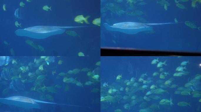 赤魟太平洋扁鲨深海鱼类 (3)
