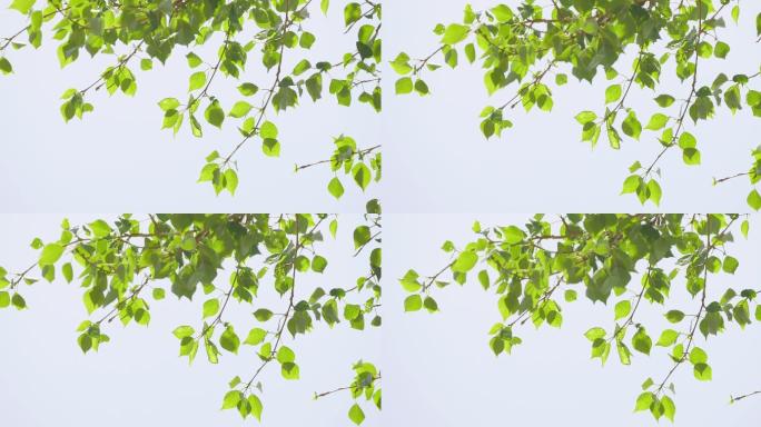 随风飘动 唯美 树叶 阳光 蓝天 绿叶