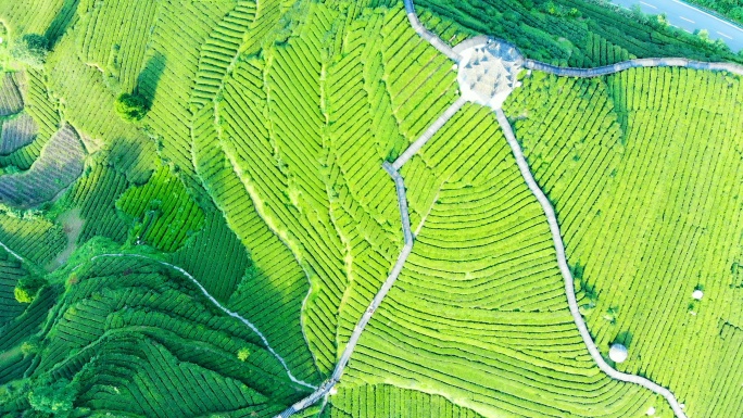 茶园泡茶沏茶制茶炒茶道茶芽茶文化春茶农产