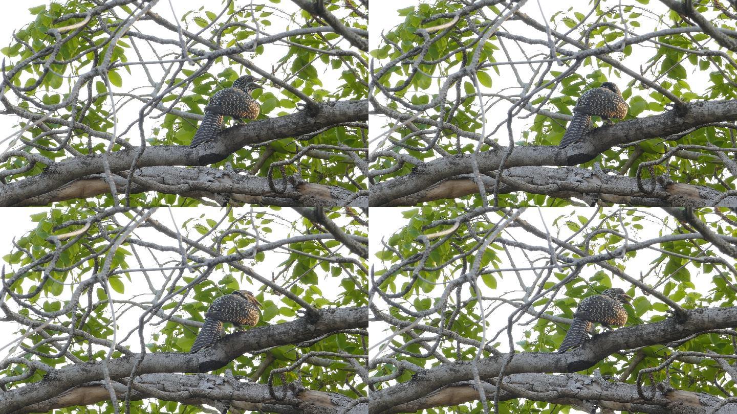 栖息在树枝上的亚洲柯尔鸟。