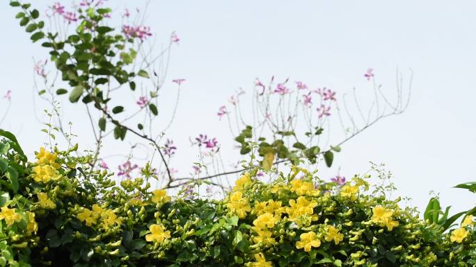 美丽的热带黄花，绿叶，猫爪爬行植物，紫色兰花树或蝴蝶树或紫色紫荆花，背景为蓝天