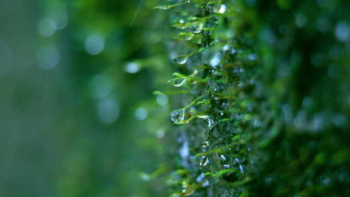 原始森林生态潮湿苔藓