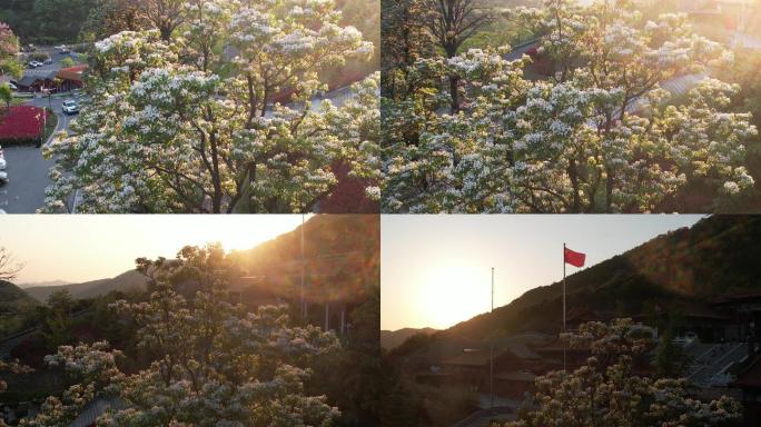 威海里口山广福寺门前的楸树开花