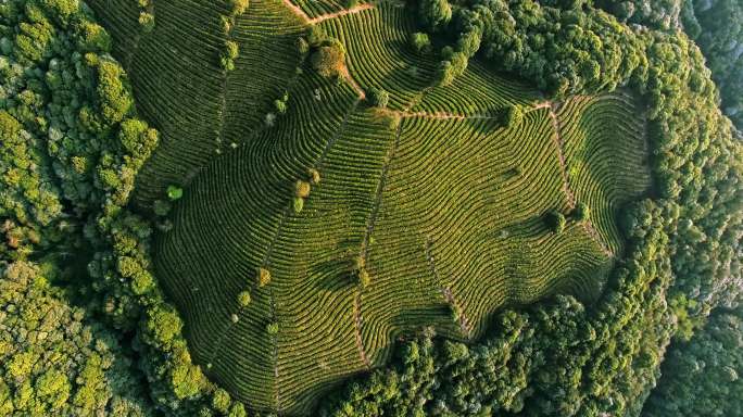 峨山县普洱茶基地