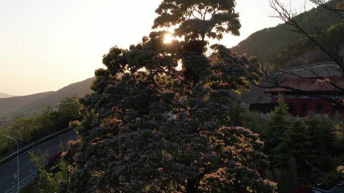 落日的光束穿过开花的楸树