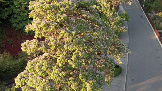 威海里口山广福寺门前盛开的楸树花