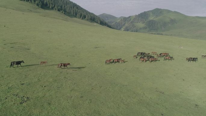 航拍新疆伊犁尼勒克的马