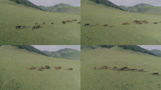 航拍新疆伊犁尼勒克的马