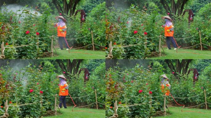 辛勤劳动的园丁在喷洒农药