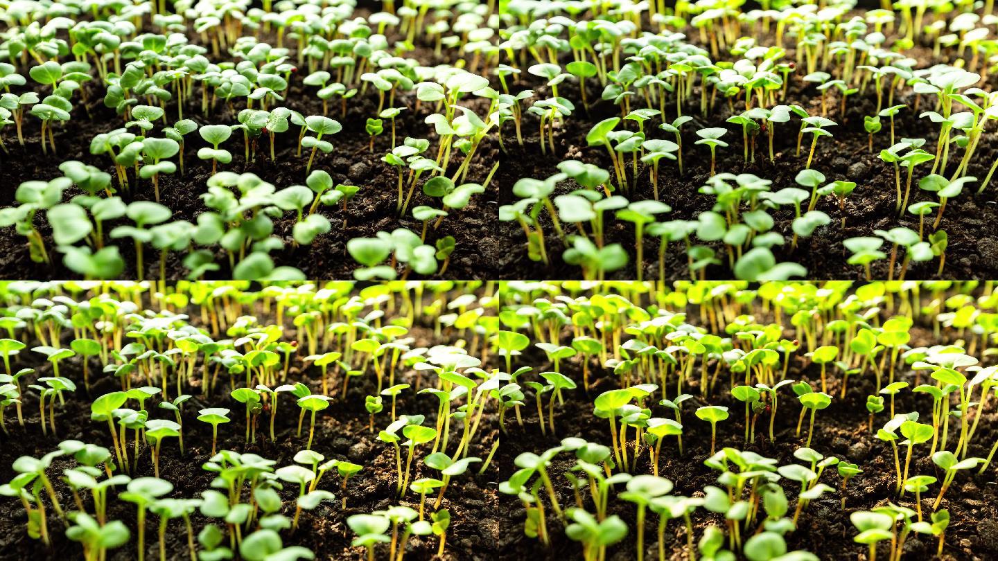 萝卜植物生长过程图片_观察植物生长过程_微信公众号文章