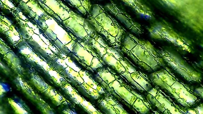 显微镜下的植物细胞，时间推移