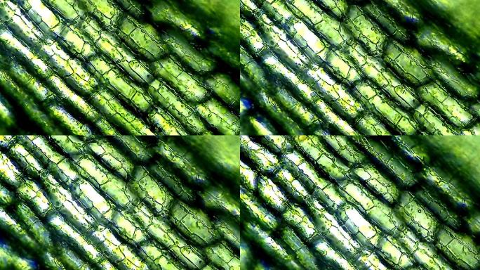 显微镜下的植物细胞，时间推移