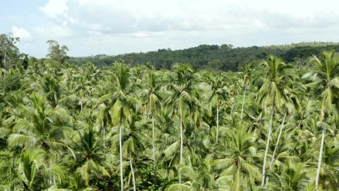 斯里兰卡椰子种植园