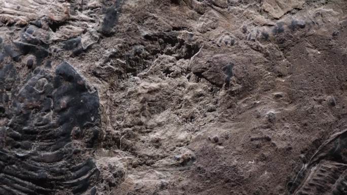 三叶虫化石远古考古 (2)