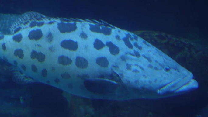 动物园海底世界巨型深海鱼类 (1)