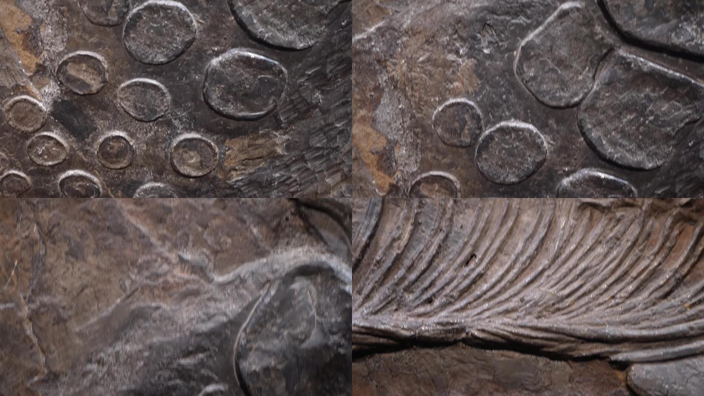 鹦鹉螺化石远古化石 (1)