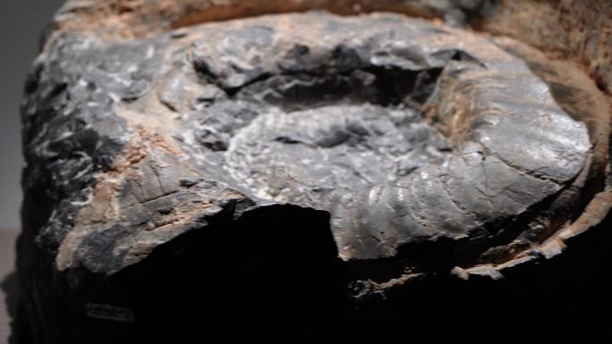 鹦鹉螺远古史前海洋生物化石 (2)