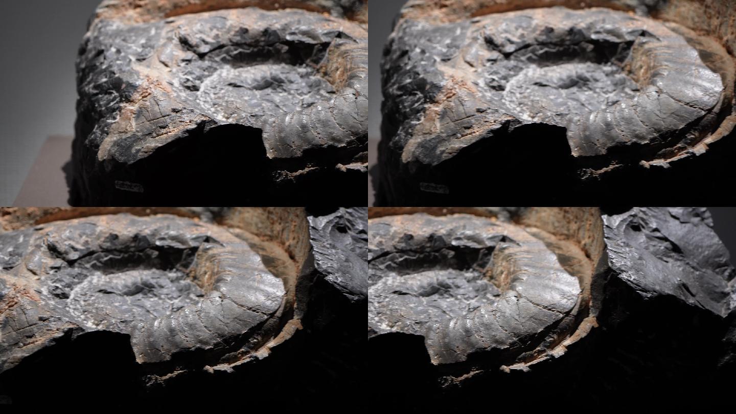 鹦鹉螺远古史前海洋生物化石 (2)