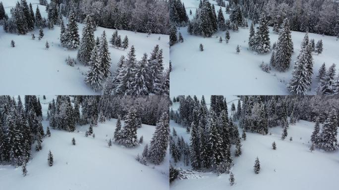 阿勒泰喀纳斯雪景