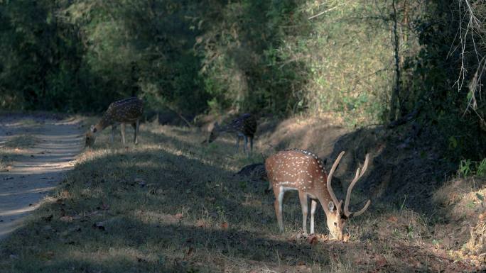 印度中部森林中的斑点鹿或石鳖