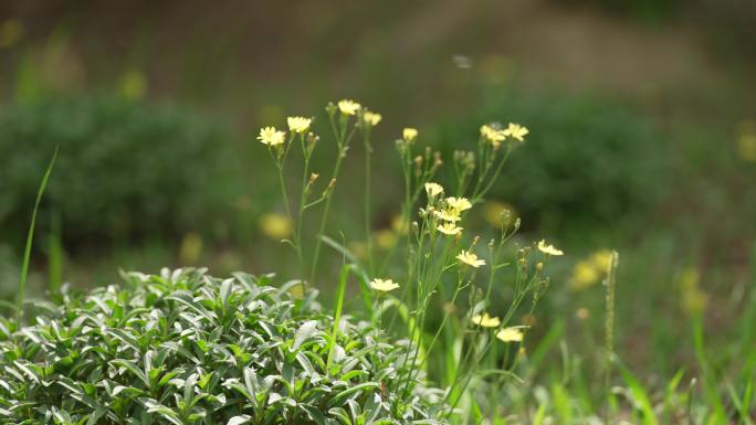 野菊花