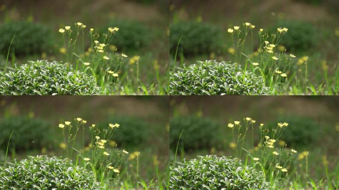 野菊花