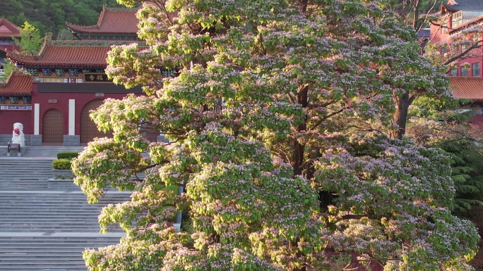 威海里口山广福寺门前的楸树花