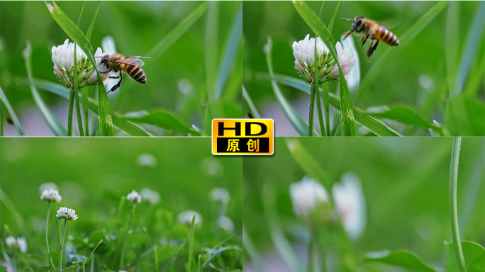 蜜蜂采蜜蚂蚁爬行在野草野花上