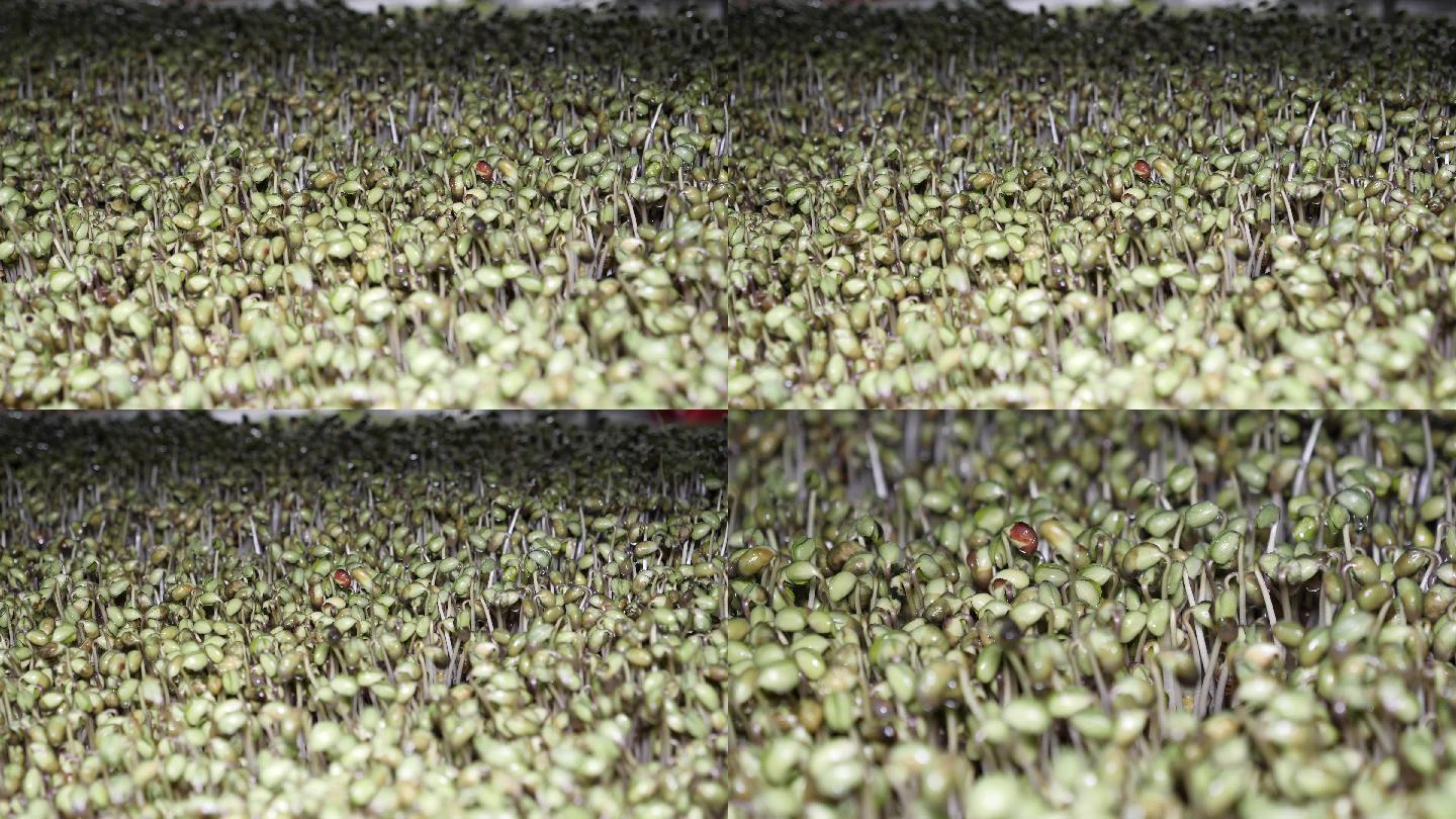 温室栽培的芽苗菜黄豆芽