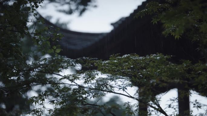 下雨树叶