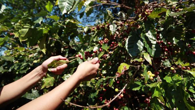 亚裔农民在咖啡厂收获咖啡豆