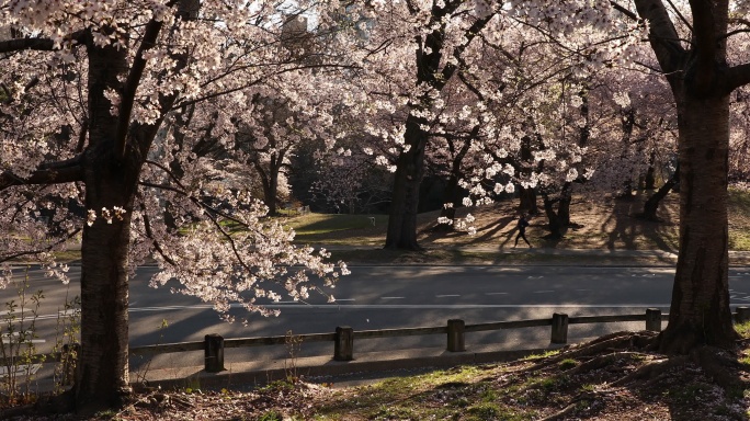 中央公园春天落花跑步
