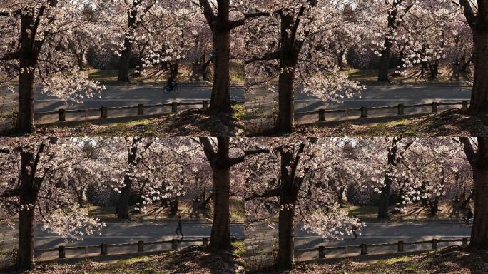 中央公园春天落花跑步