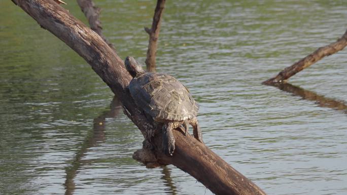 躺在沼泽地原木上的乌龟