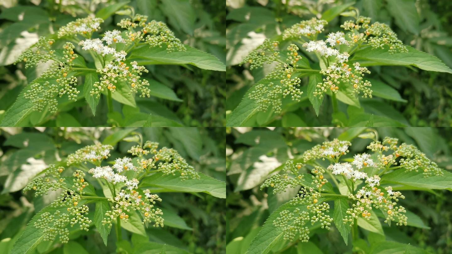 接骨草 自然 小花 绿意  微风  春意