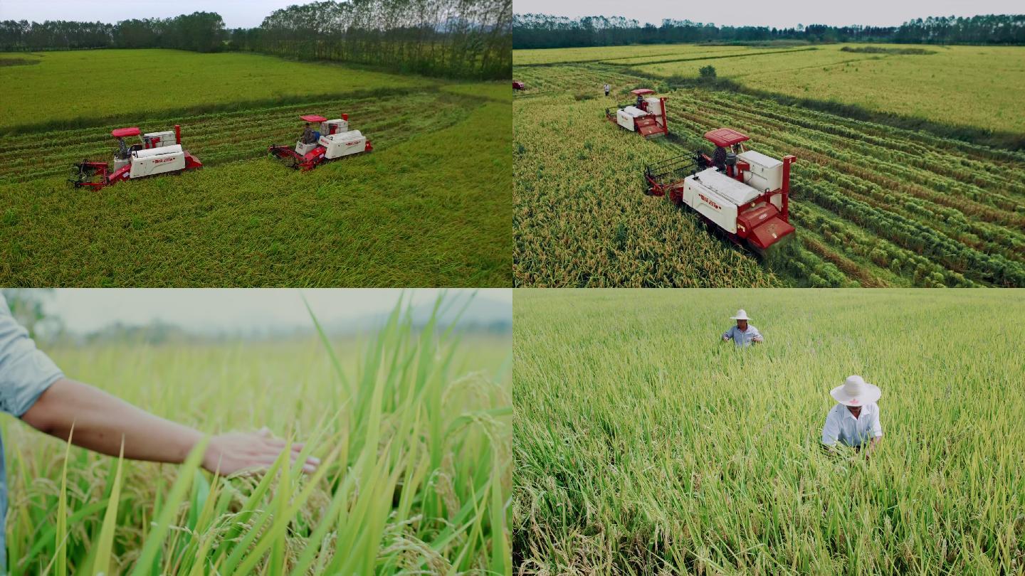 水稻稻谷收割机机械化大米粮食A008