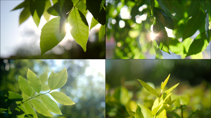 树叶绿植阳光空镜【合集】