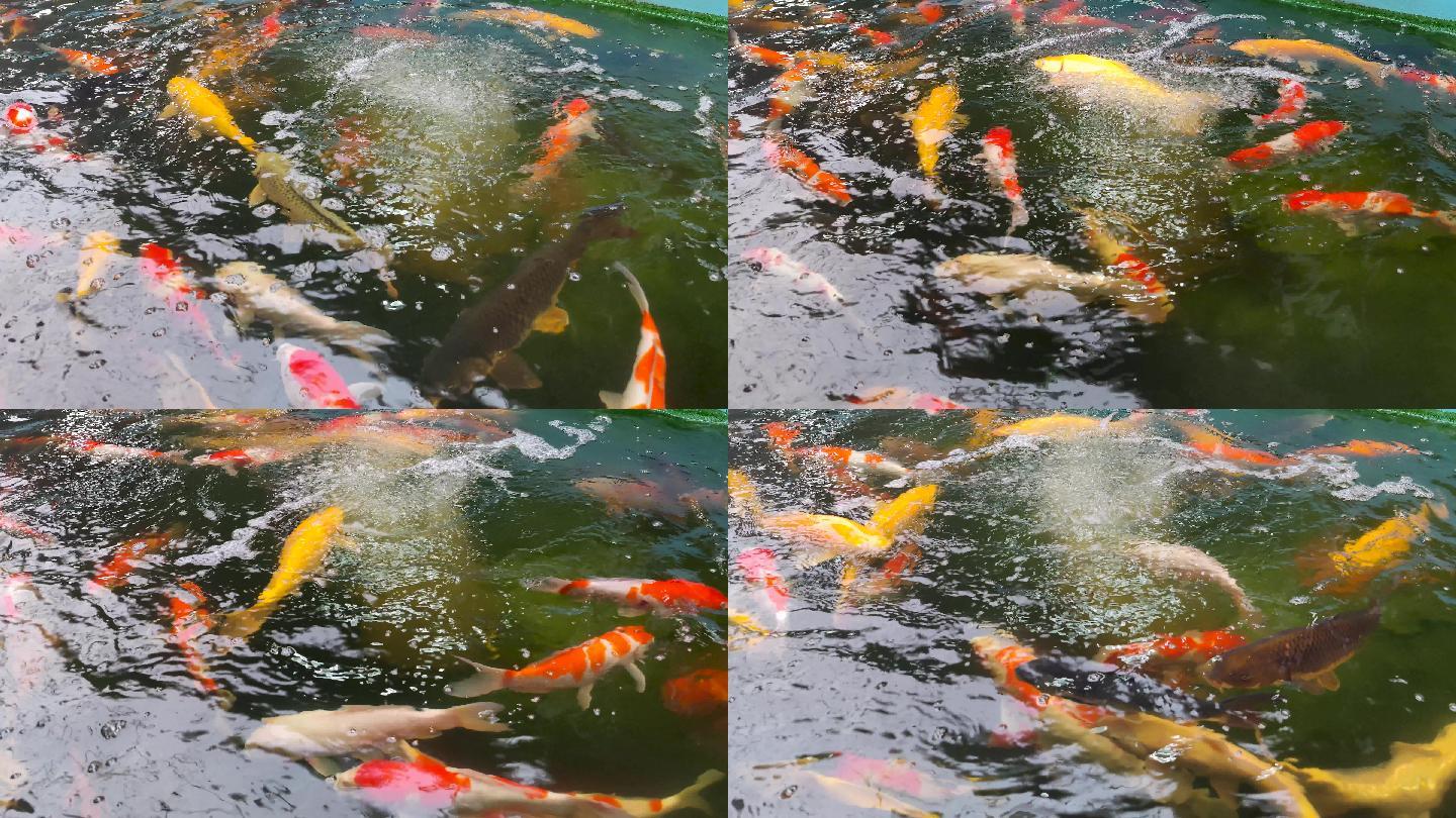 池中的五彩斑斓的锦鲤鲤鱼_7680x4320_高清视频素材下载(编号:8040156
