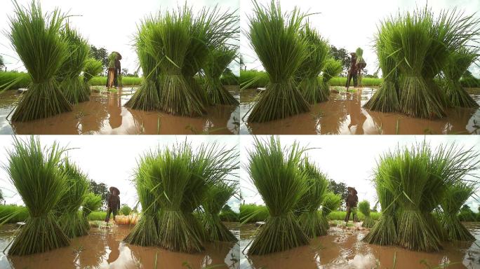 亚洲农民在稻田中移植水稻秧苗，农民在雨季种植水稻，亚洲农民在稻田中种植水稻之前撤除秧苗并踢翻土壤，泰